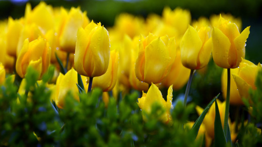 765098 (a): :2700x1515
